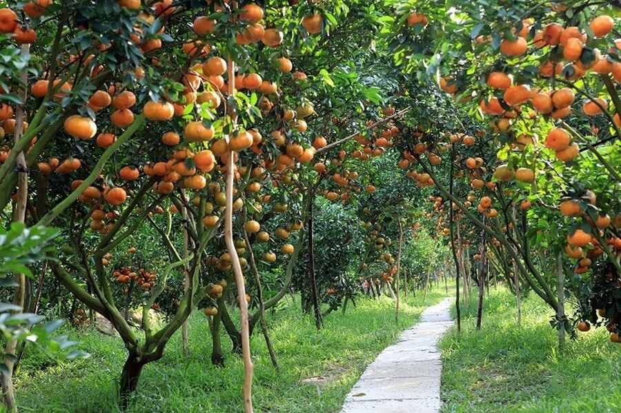 Cai Be Fruit Orchards, an exciting recreational destination in My Tho.