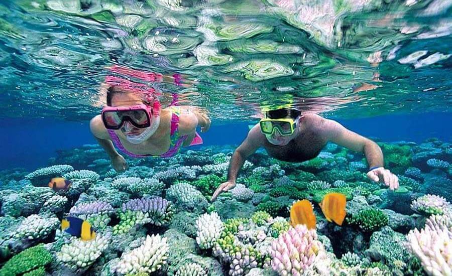 Dive into the sea to admire the mysterious beauty of coral reefs in Halong Bay.