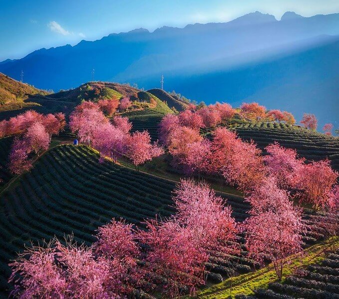 O Long Tea Hill in Sapa: Blossoming with cherry blossoms in season.