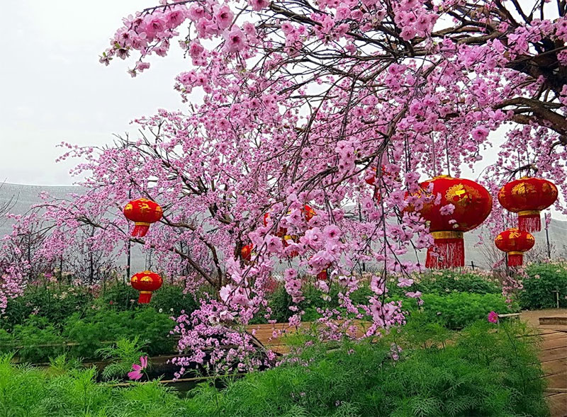 Spring in Hanoi, Vietnam