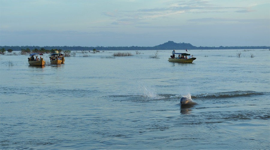 The last stronghold of the freshwater Irrawaddy dolphin species.